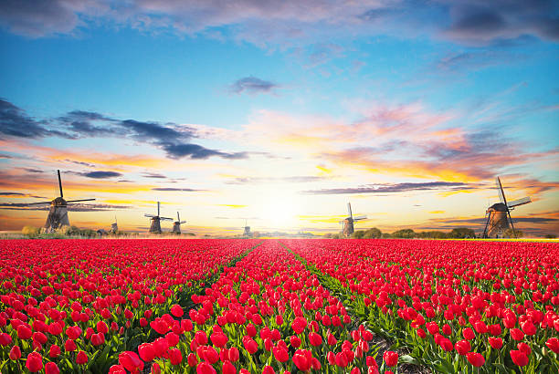 istock Vibrant tulips field with Dutch windmill 505268938