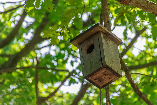 istock wood bird's house 505269306
