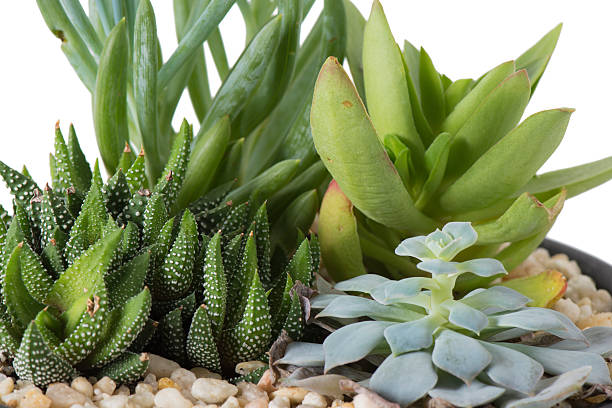 istock Indoor Plant Garden - Closeup 505269592