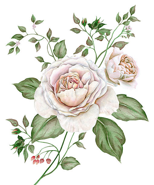 English roses Hand drawn watercolor vintage image with english roses isolated on white background. The author is Ekaterina Mikheeva, date of creation - January, 2016 english rose stock illustrations