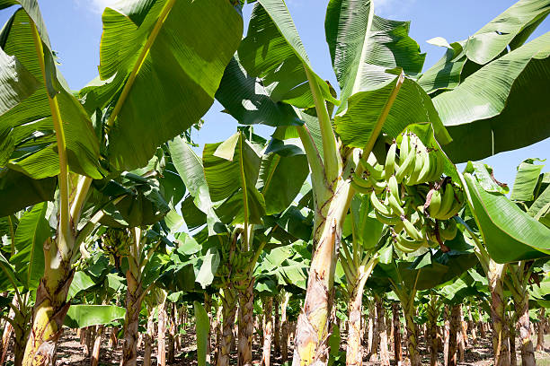 istock Plantain farm in Nicaragua 505271100