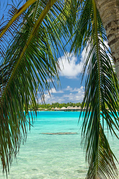 istock Paradise view of Rangiroa atoll, French Polynesia 505273516