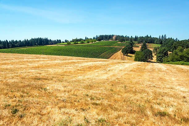 istock Dry Field and Vineyards 505274088