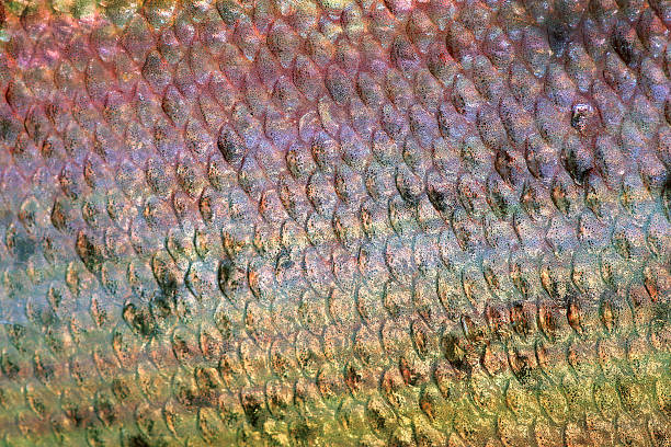 istock Scales of fish close up 505274612