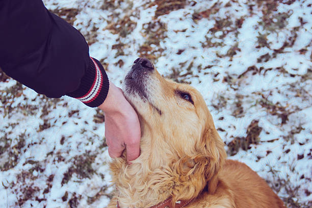 istock the hand that caresses a dog 505274786