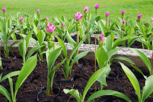 Siam Tulip blooming in garden Thailand