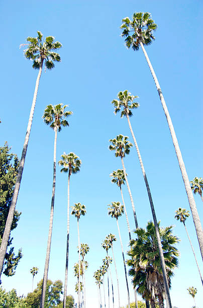 istock Palm Trees In Hollywood 505280665