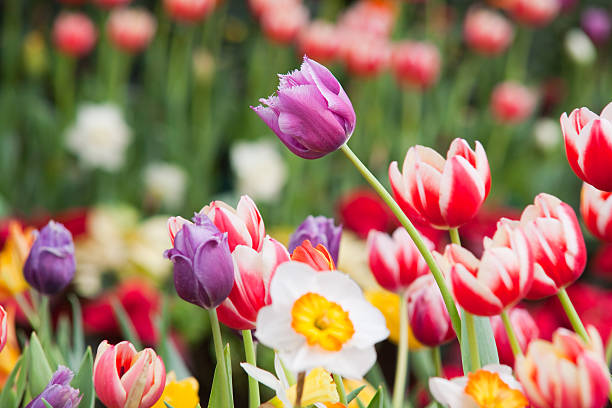 bouquet colorato di fiori di primavera fresca tulipano - single flower flower mothers day easter foto e immagini stock