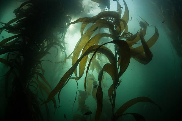 istock Kelp Forest in California 505281575