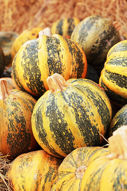 istock harvest pumpkins in the farm 505281951