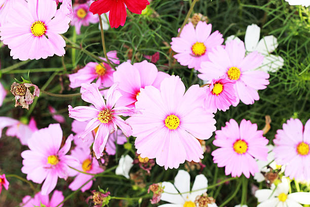 istock Pink cosmos flower in the garden 505282149