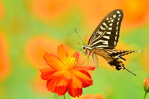 istock Yellow Cosmos and Butterfly 505282227
