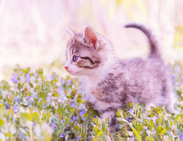 Beautiful fluffy kitten walks on green grass