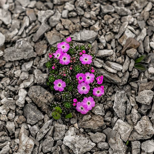 hermosos colores de resorte - cross procesed fotografías e imágenes de stock