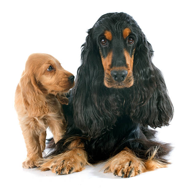 istock english cockers 505282667