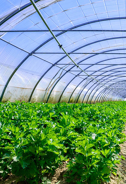 istock Celery culture in a greenhouse 505282685