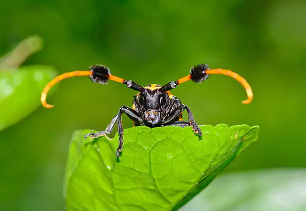 macro front view of common tuft-bearing longhorn hanging on  leaf ; selective focus at eye with blur green background