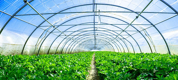 istock growing vegetables in a greenhouse 505283075