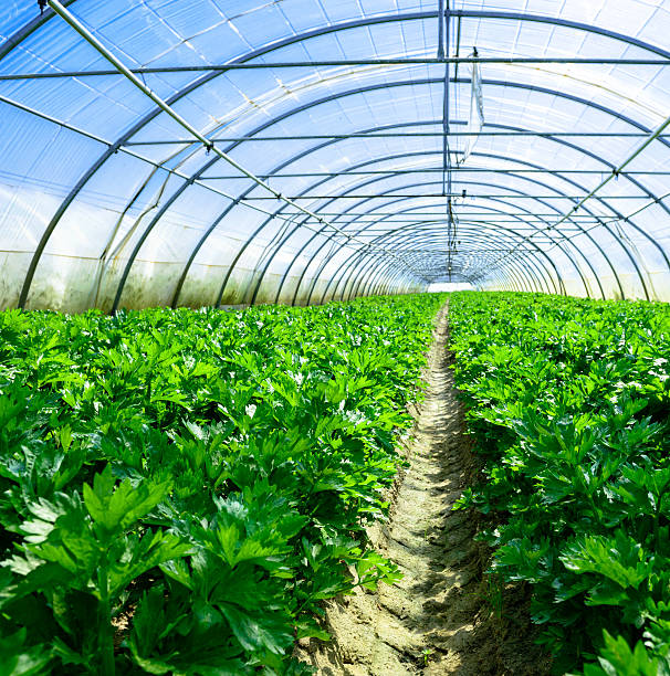istock inside view of an greenhouse where grows celery 505283091