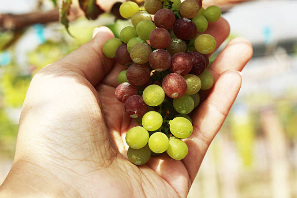 istock fresh grapes in the vineyard 505283497