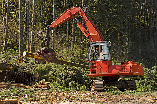 Harvester A logging harversting or processing head is being used to delimb and cut to length logs before stacking large machine stock pictures, royalty-free photos & images