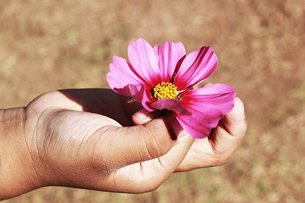 istock hand with pink cosmos flower 505284213
