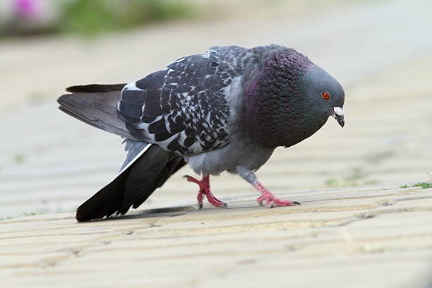 istock feral pigeon in mating season 505284357