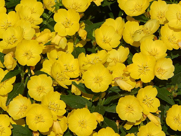 amarillo hermosas flores en primer plano - daffodil winter narcissus yellow single flower fotografías e imágenes de stock