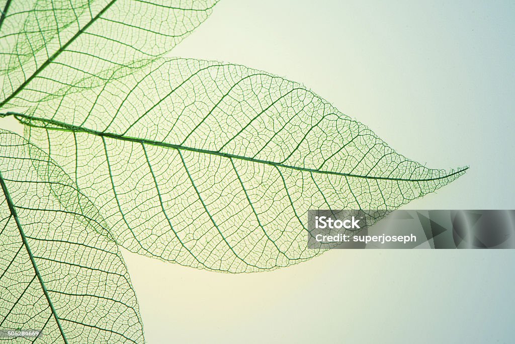 Squelette feuilles de fleurs - Photo de Feuille libre de droits