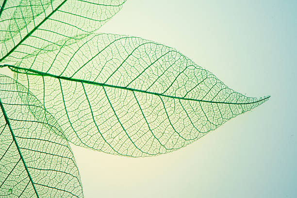 스켈레톤 잎 아이리스입니다 - 잎맥 뉴스 사진 이미지