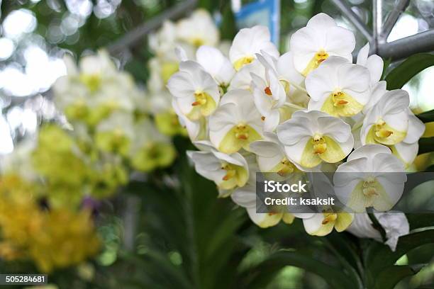 Foto de Orquídea e mais fotos de stock de Cabeça da flor - Cabeça da flor, Cattleya, Epífito