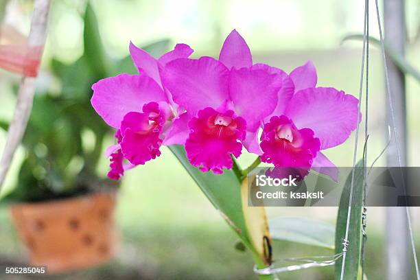 Foto de Orchid e mais fotos de stock de Epífito - Epífito, Orquídea, Cabeça da flor