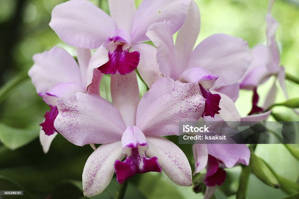 orchid - Foto de stock de Cabeza de flor libre de derechos