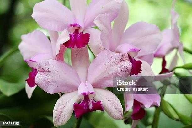 Orchid Foto de stock y más banco de imágenes de Cabeza de flor - Cabeza de flor, Cattleya, Epífita