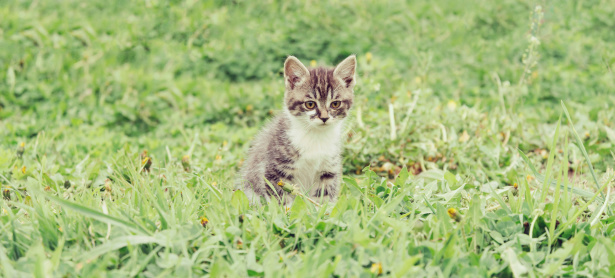 Cute little kitten sits on green grass