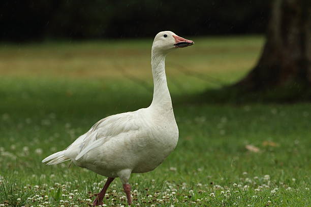 Snow Goose stock photo