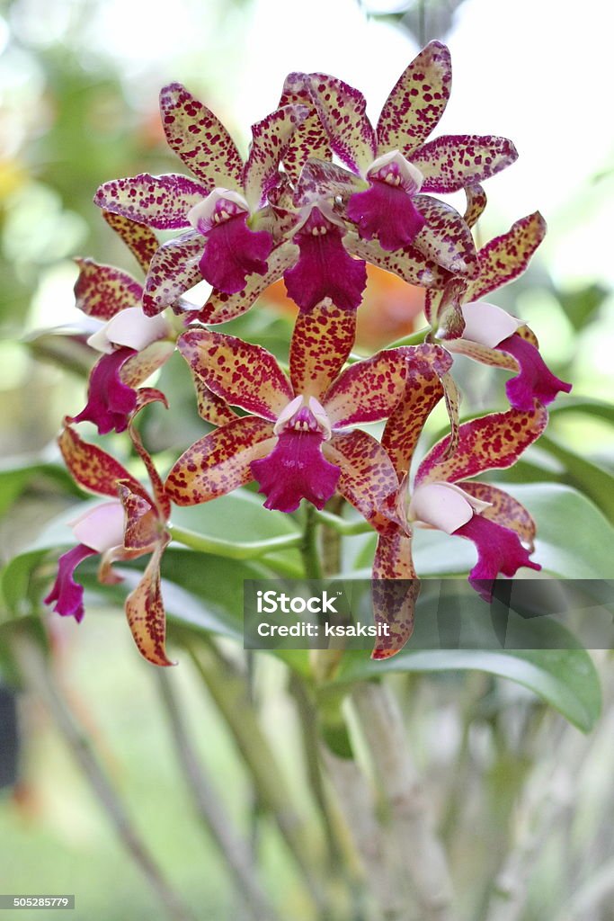 orchid - Photo de Arbre en fleurs libre de droits