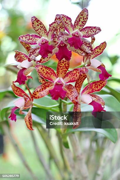 Foto de Orchid e mais fotos de stock de Cabeça da flor - Cabeça da flor, Cattleya, Epífito