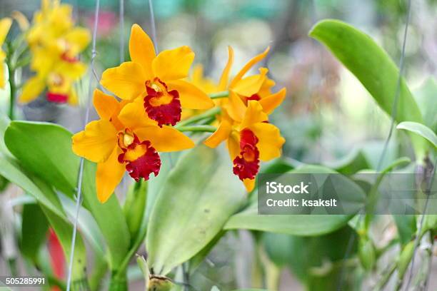 Orquídea - Fotografias de stock e mais imagens de Cabeça de Flor - Cabeça de Flor, Catleia, Epífito