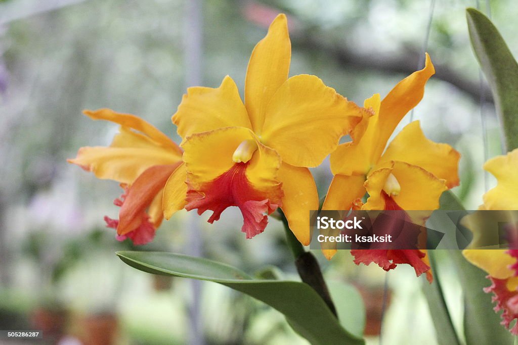 orquídea - Foto de stock de Cabeça da flor royalty-free