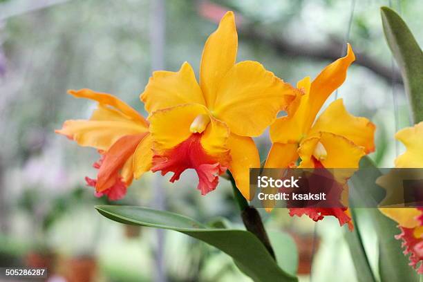 Foto de Orquídea e mais fotos de stock de Cabeça da flor - Cabeça da flor, Cattleya, Epífito