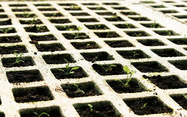 istock plant culture 505286301