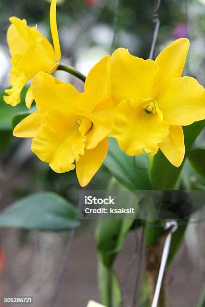 Foto de Orchid e mais fotos de stock de Cabeça da flor - Cabeça da flor, Cattleya, Epífito