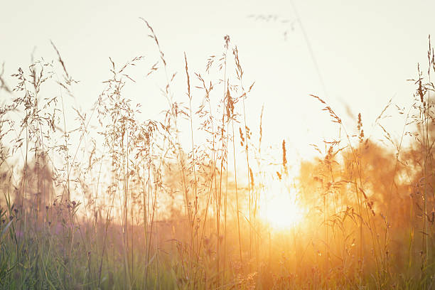 istock close up meadow grass in evening sunlight 505286905