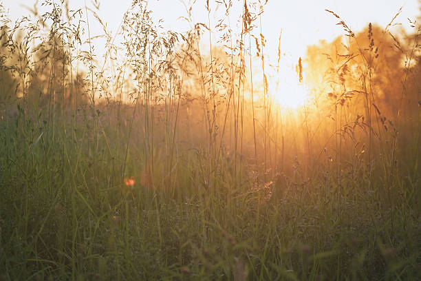 istock close up meadow grass in evening sunlight 505286919