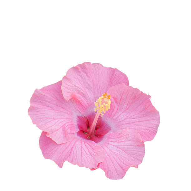 istock Hibiscus flower Clipping Path on white background 505287141