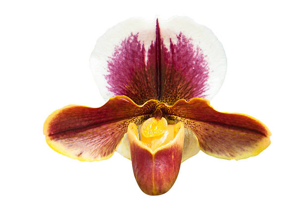 istock Paphiopedilum orchid and Clipping Path 505287143