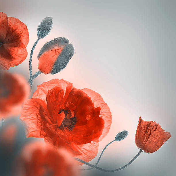 istock Red poppies field and blue cornflowers 505287339