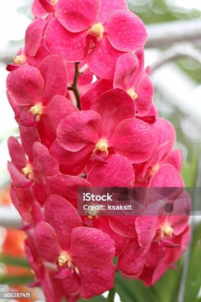 Orquídea Foto de stock y más banco de imágenes de Cabeza de flor - Cabeza de flor, Cattleya, Epífita