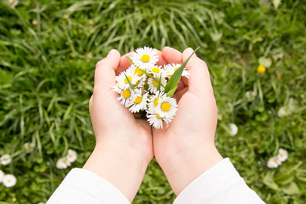 istock field of daisies in children's hands 505287663